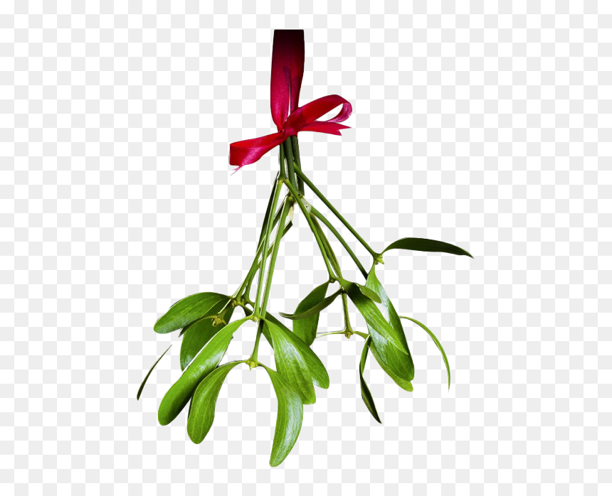Mistletoe, HD Png Download - mistletoe png