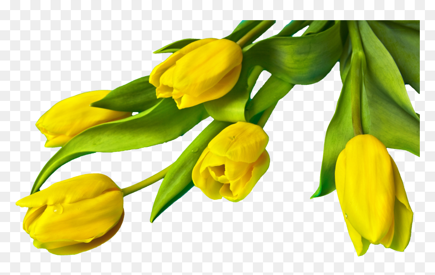 Yellow Tulip Flower Png, Transparent Png - easter png