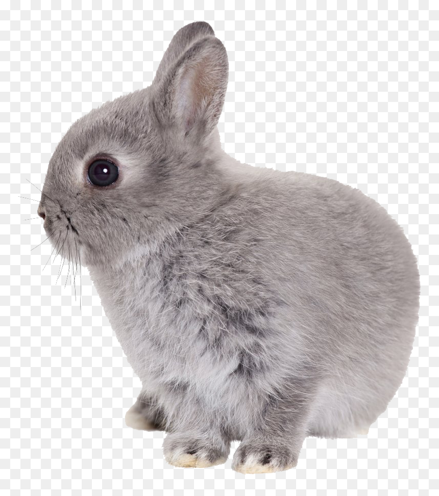 Bunny Transparent, HD Png Download - bunny png