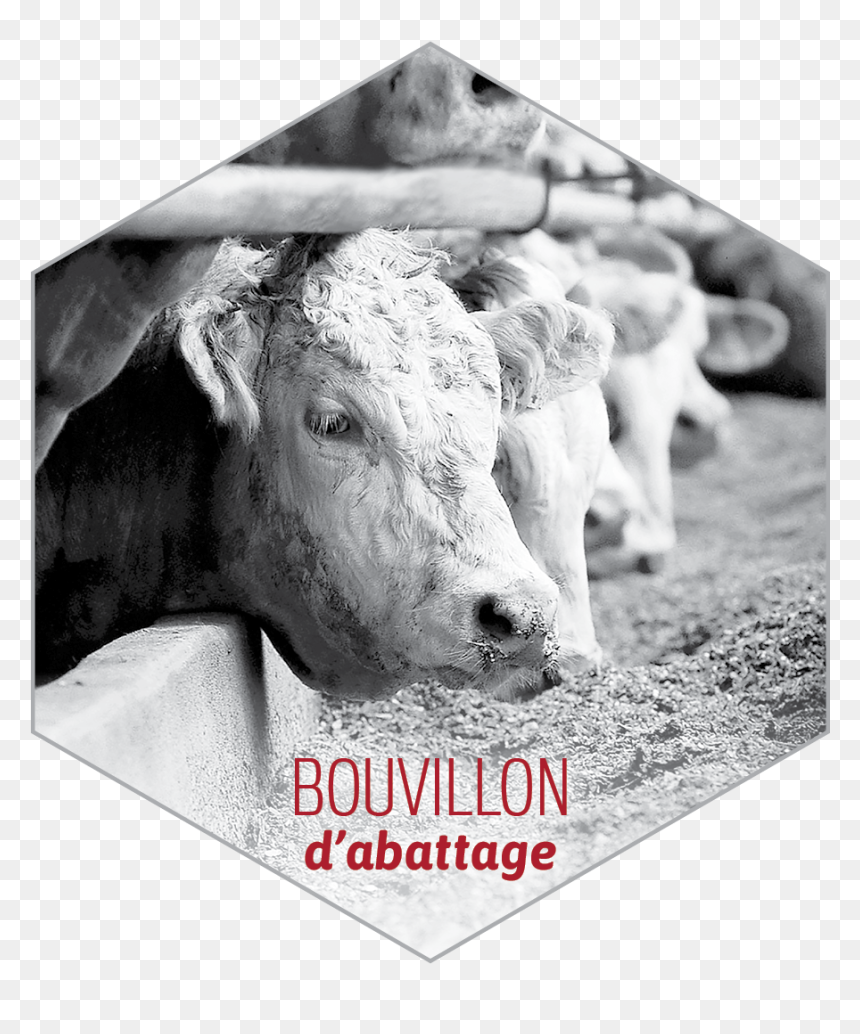 Livestock, HD Png Download - 128x128 png images