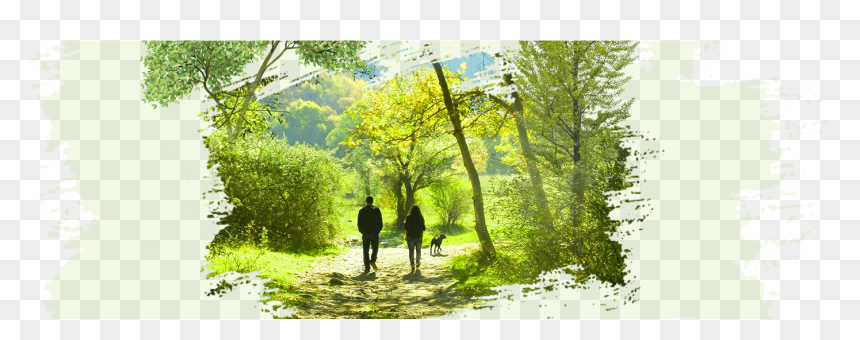 Grove, HD Png Download - central park png