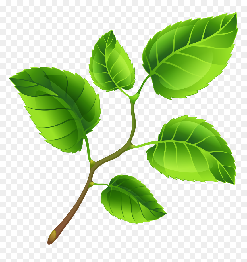 Branch Clipart Png, Transparent Png - branch clipart png