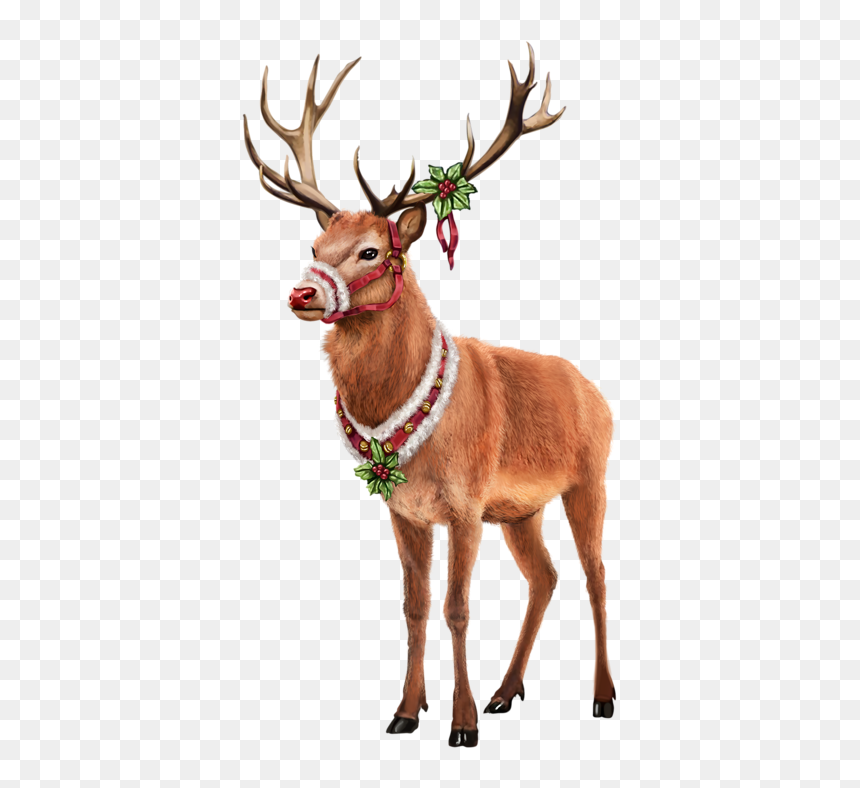 Reindeer, HD Png Download - raindeer png