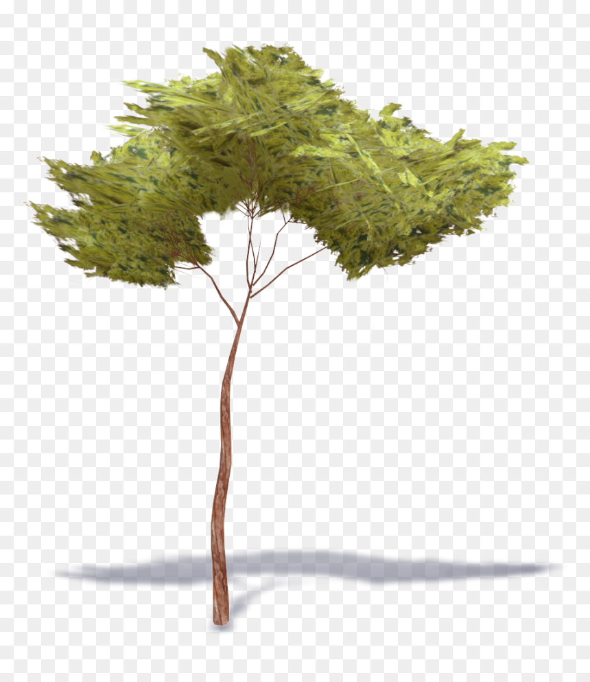 Stone Pine Tree Png, Transparent Png - pinetree png