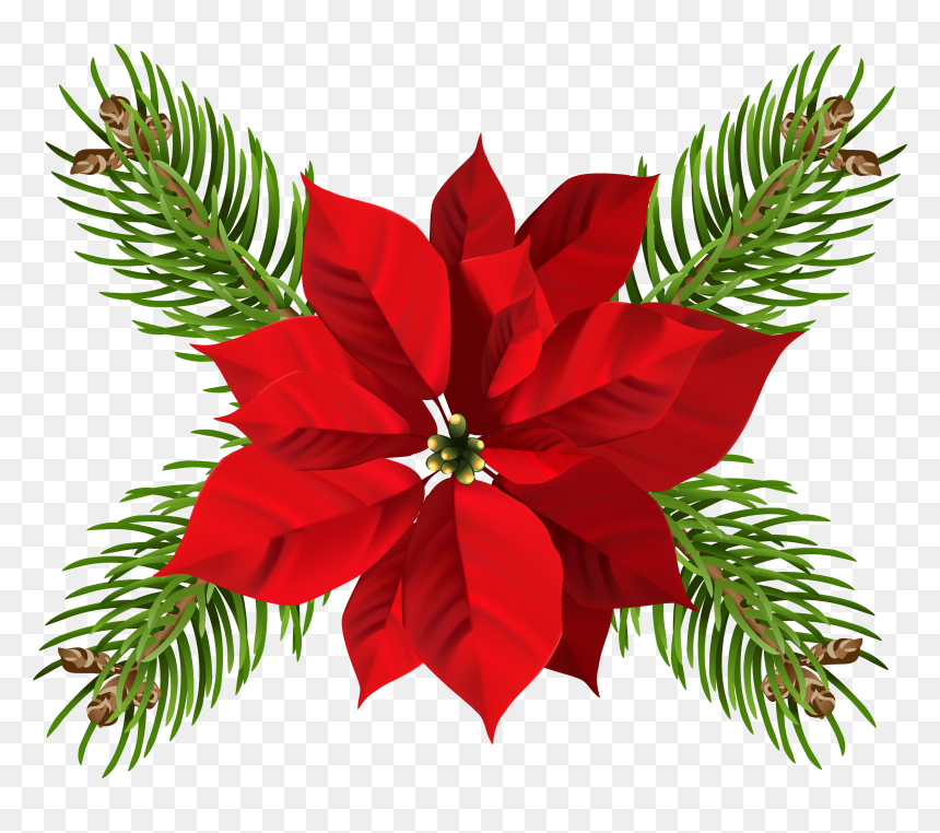 Transparent Background Transparent Christmas Png, Png Download - poinsettias png