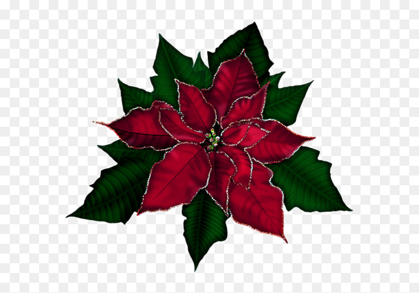 Transparent Poinsettia Png, Png Download - poinsettias png
