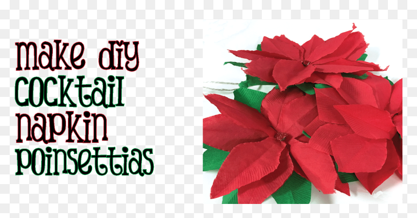 Poinsettia, HD Png Download - poinsettias png