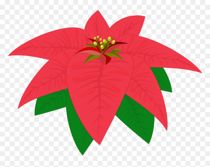Clip Art, HD Png Download - poinsettias png