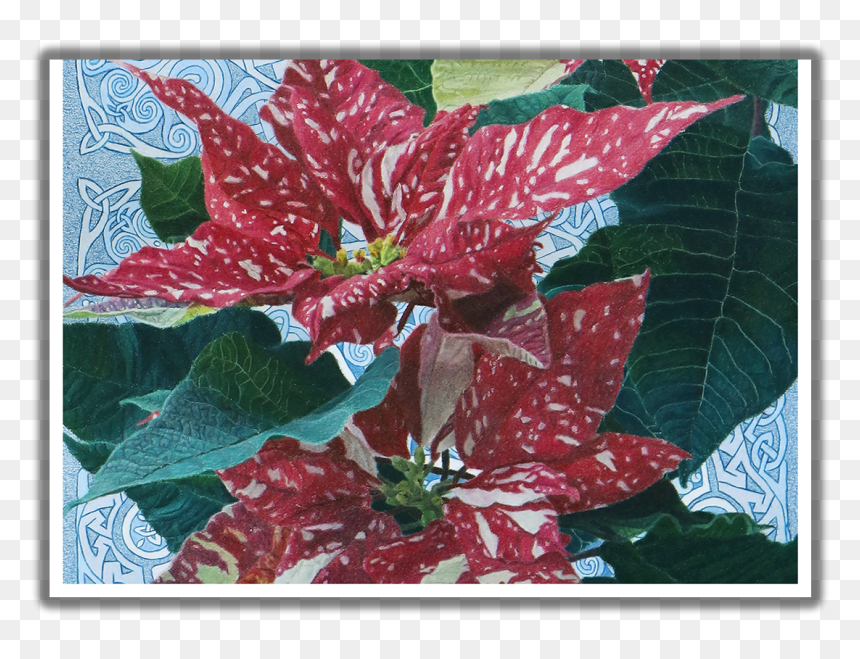 Poinsettia, HD Png Download - poinsettias png