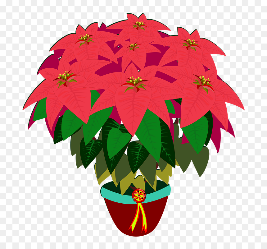 Clip Art, HD Png Download - poinsettias png