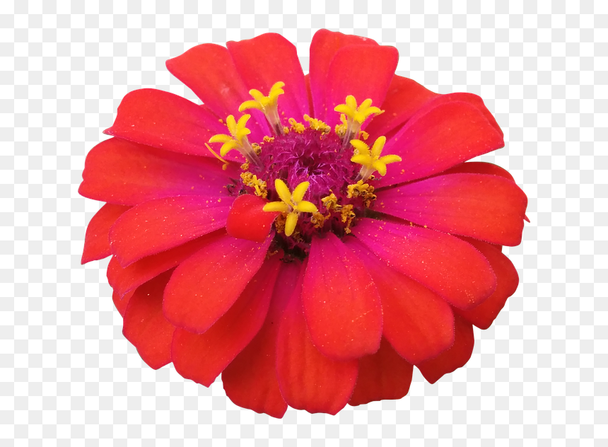 Pink Zinnia Png, Transparent Png - poinsettias png