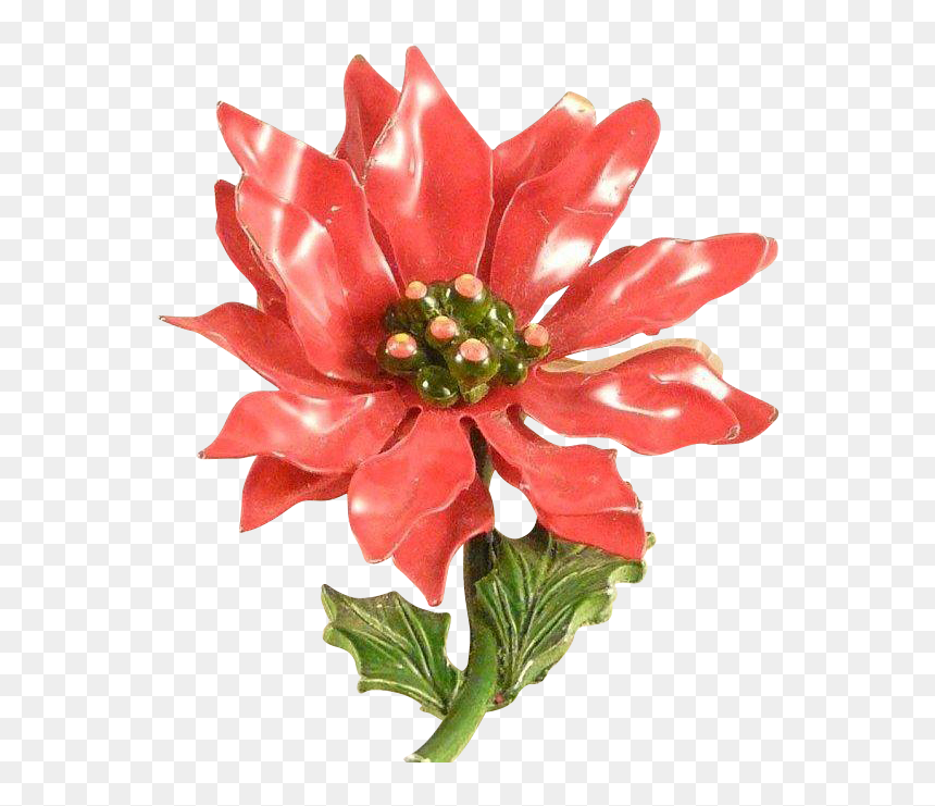 Poinsettia, HD Png Download - poinsettias png