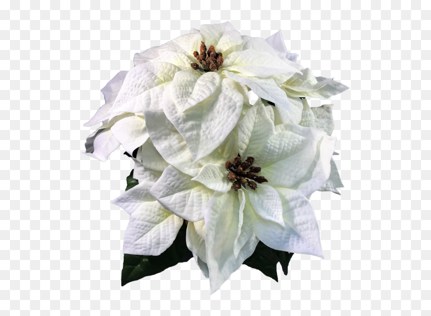 Poinsettias Png, Transparent Png - poinsettias png