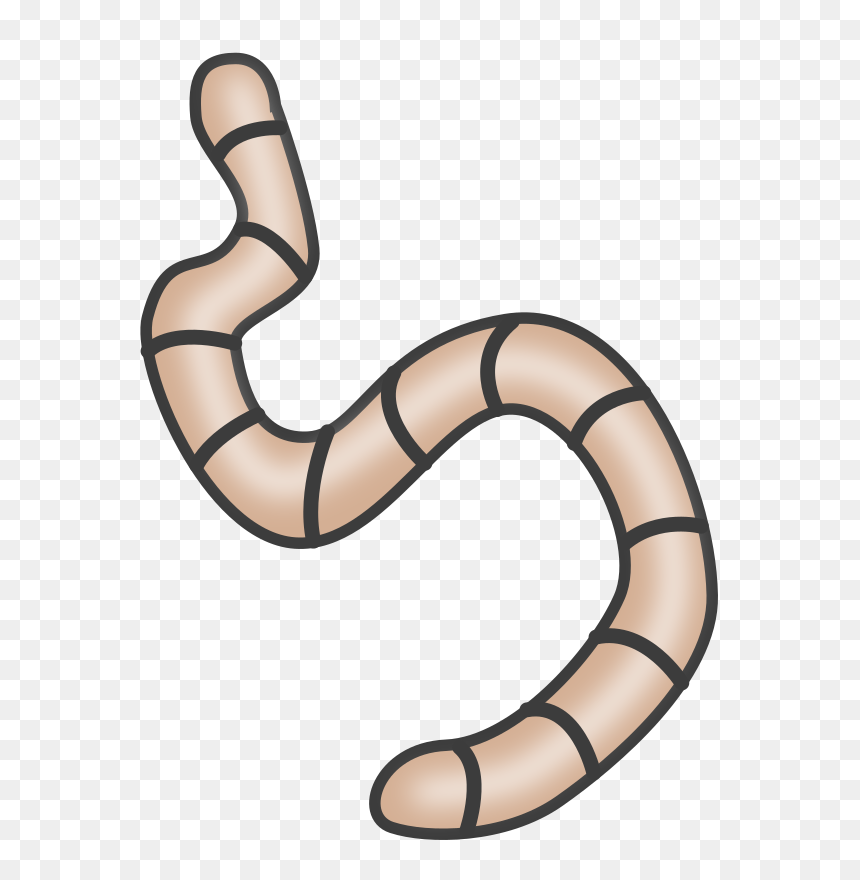 Worms Clipart, HD Png Download - nightcrawler png