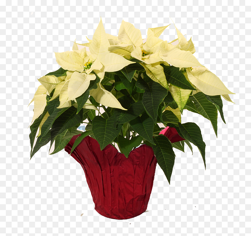 Poinsettia, HD Png Download - poinsettias png
