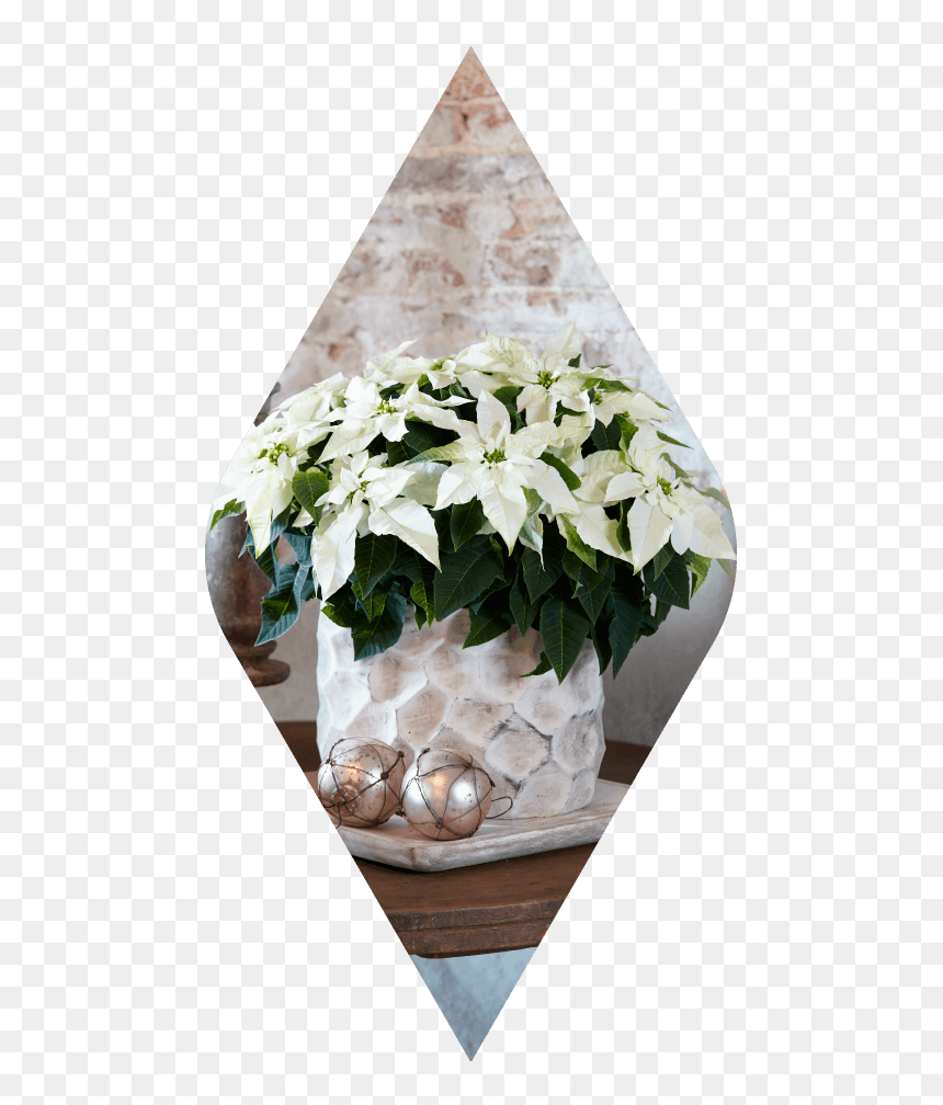 Poinsettia, HD Png Download - poinsettias png