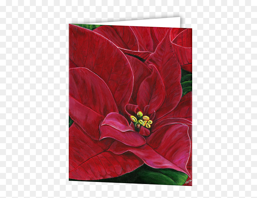 Poinsettia, HD Png Download - poinsettias png