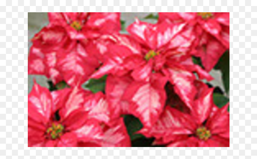 Poinsettias Png, Transparent Png - poinsettias png