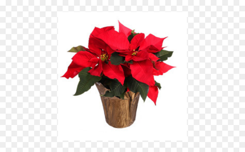 Poinsettia, HD Png Download - poinsettias png