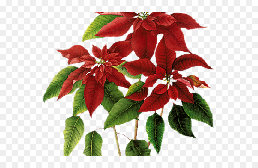 Poinsettia, HD Png Download - poinsettias png