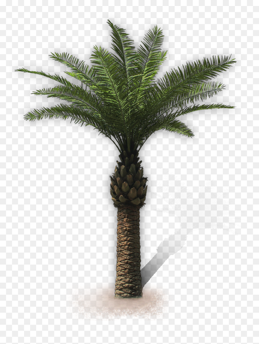 Palm Trees, HD Png Download - palma png