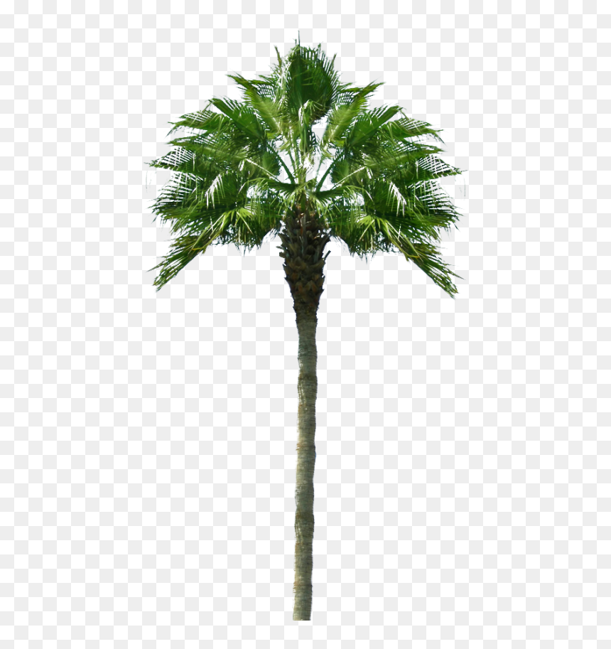 Palm Tree, HD Png Download - palma png
