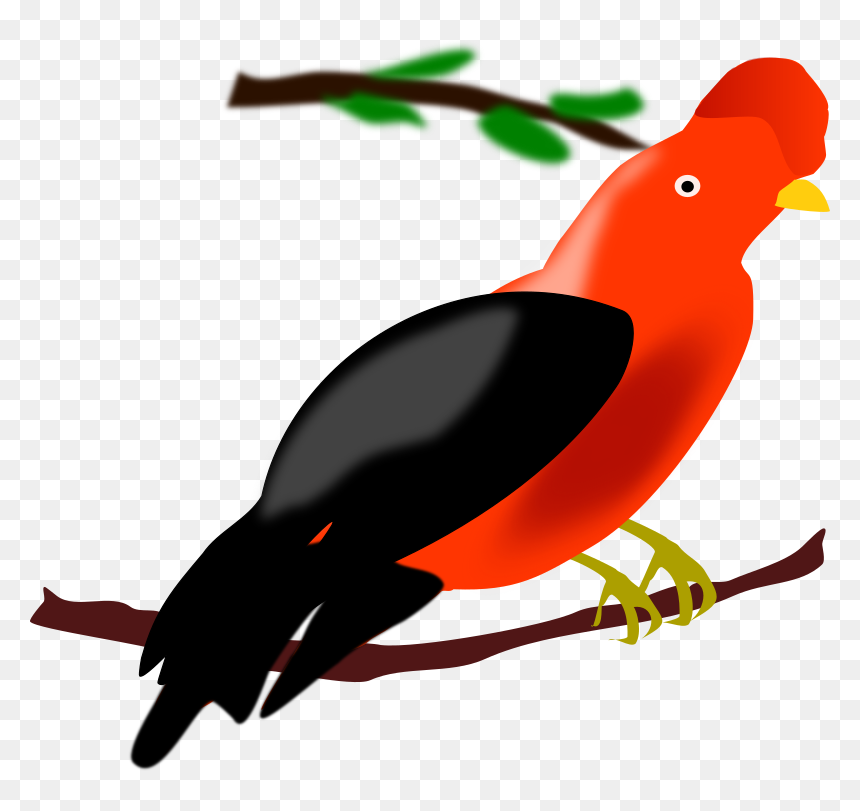 Gallito De Las Rocas Vectores, HD Png Download - paolo guerrero png