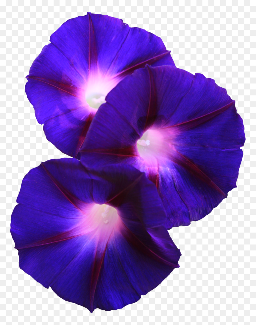 Morning Glory Flower Transparent, HD Png Download - glory png