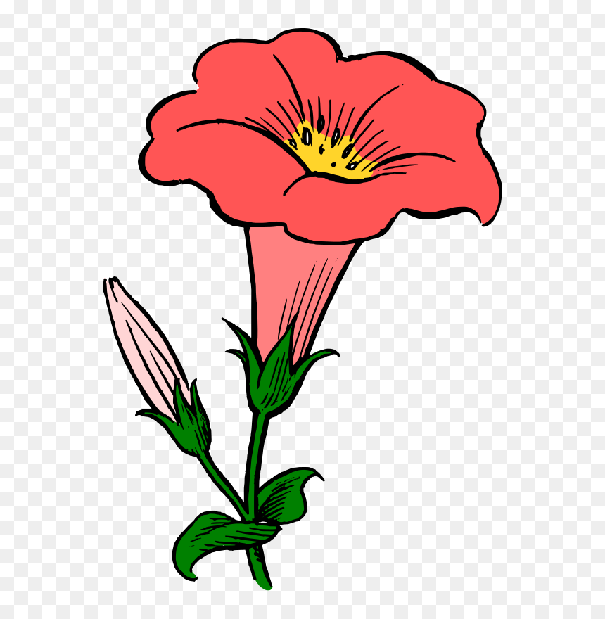 Morning Glory Flower Clipart, HD Png Download - glory png