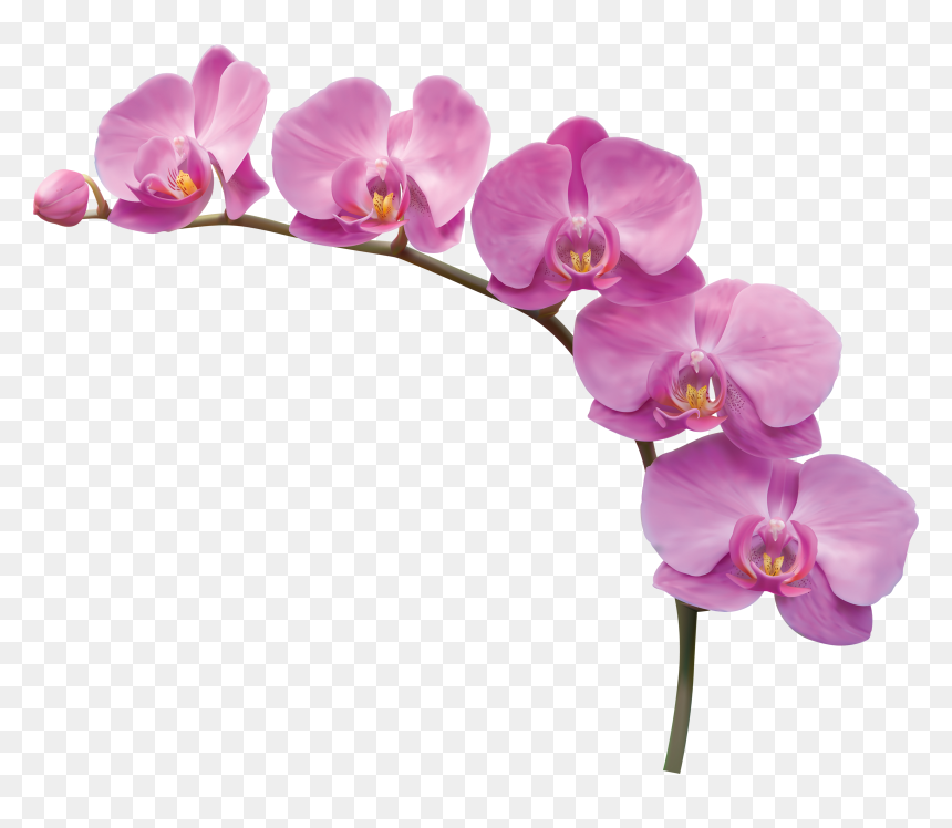 Orchid Png, Transparent Png - pink orchid png