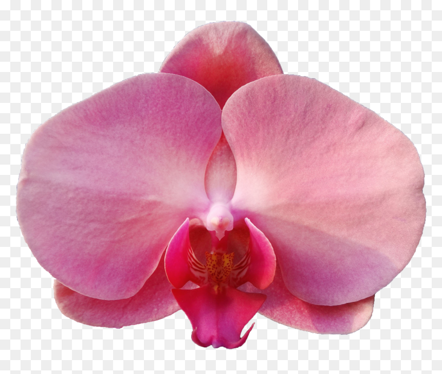 Moth Orchid, HD Png Download - pink orchid png