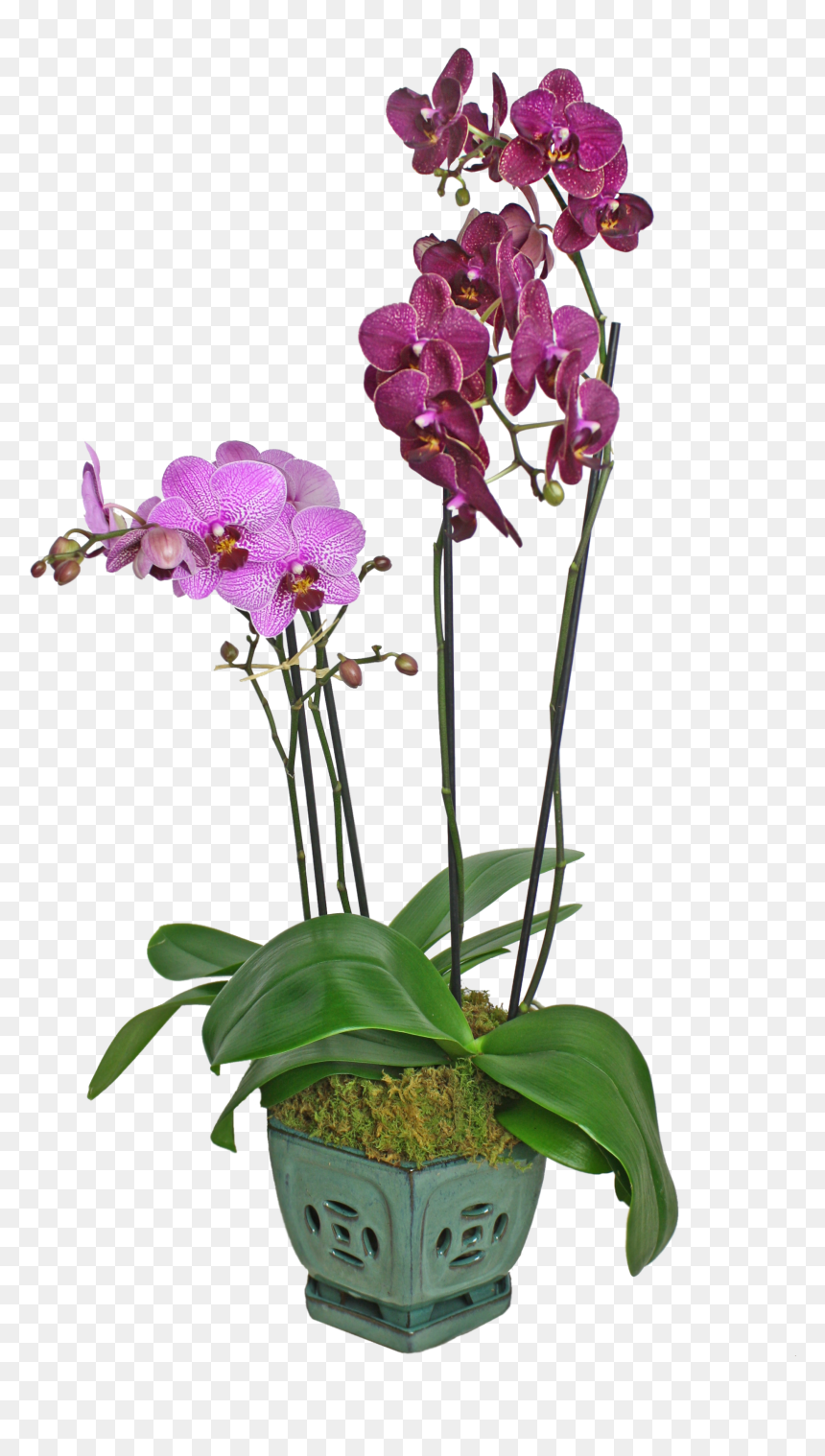 Moth Orchid, HD Png Download - pink orchid png