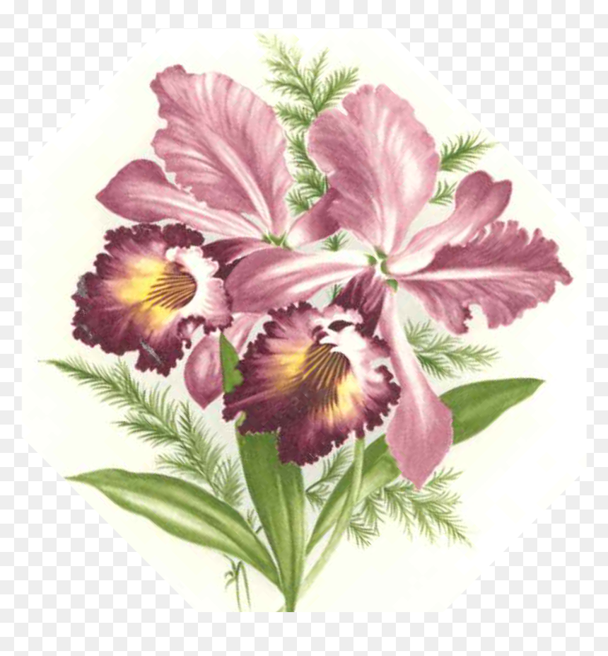 Flower, HD Png Download - pink orchid png