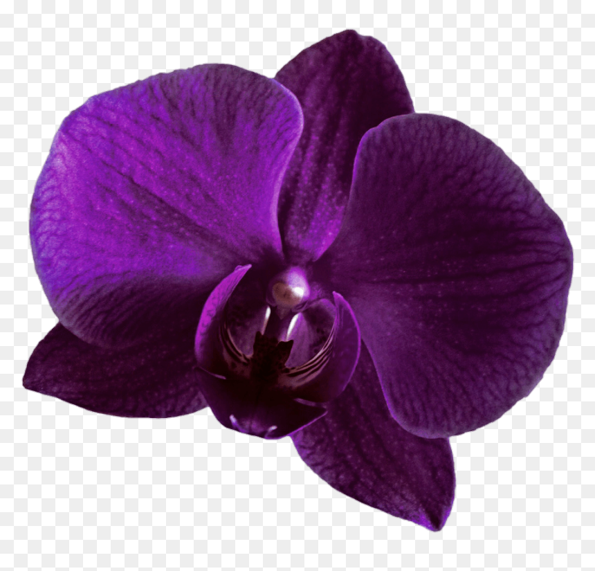 Purple Orchid Flower Transparent, HD Png Download - pink orchid png