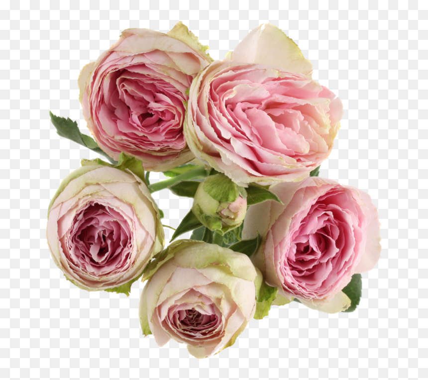 Rosa × Centifolia, HD Png Download - pink lace border png
