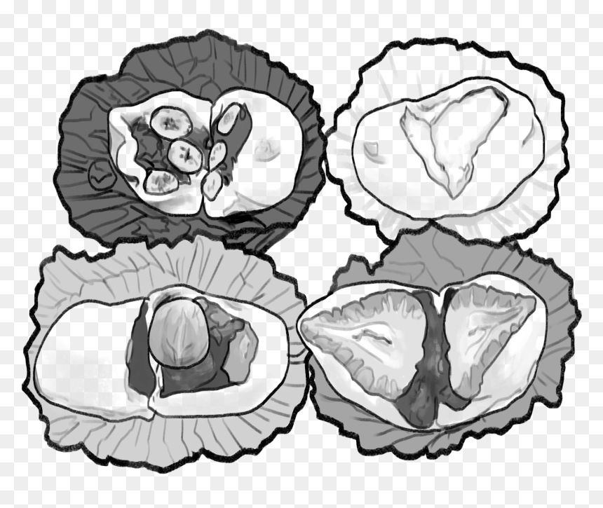 Illustration, HD Png Download - mochi png