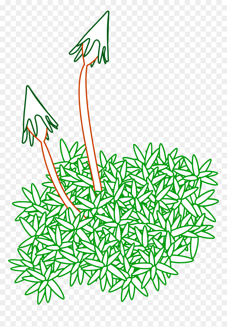 Non Vascular Plants Clipart, HD Png Download - mossy rock png