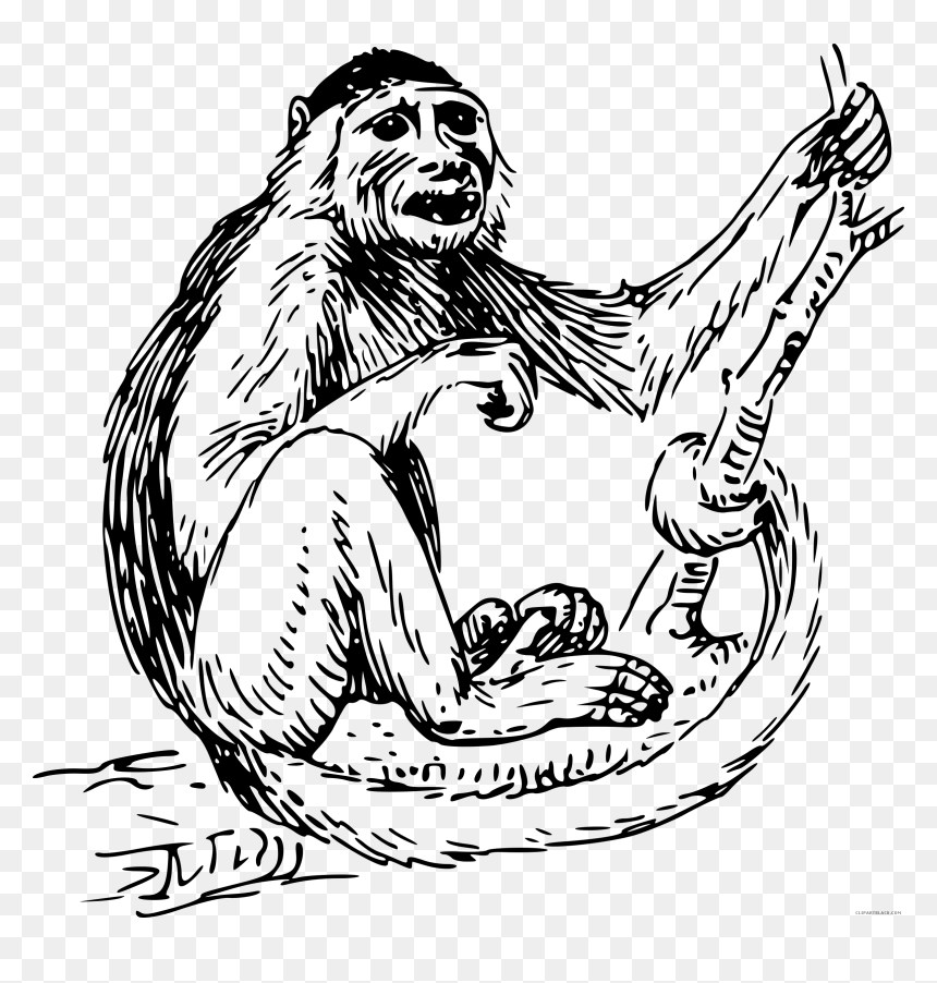 Spider Monkey Clipart Black And White, HD Png Download - monkeys png