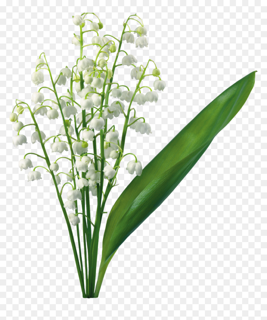 Lily Of The Valley Png, Transparent Png - lili png