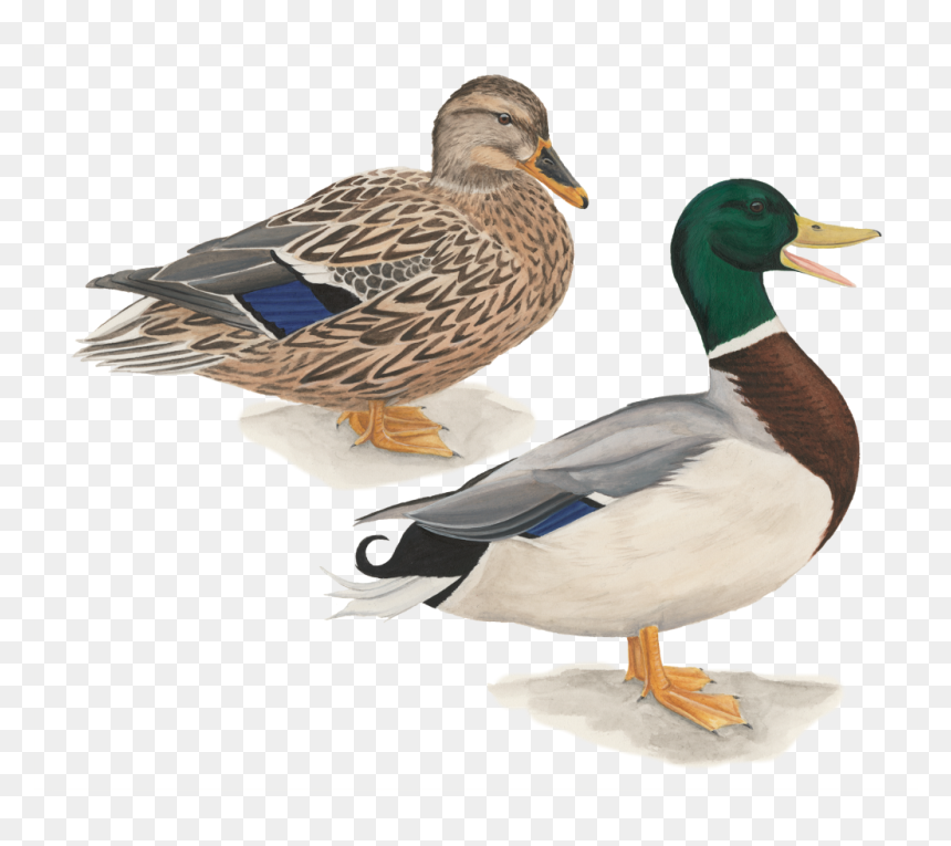 Pato De Collar, HD Png Download - mallard png