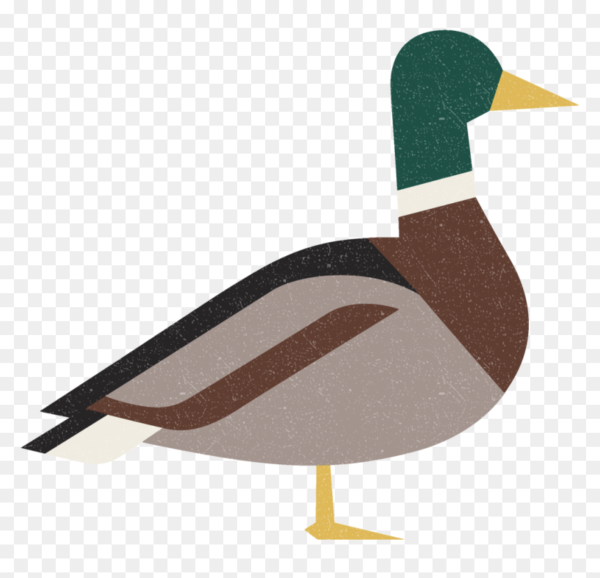 Mallard Png, Transparent Png - mallard png