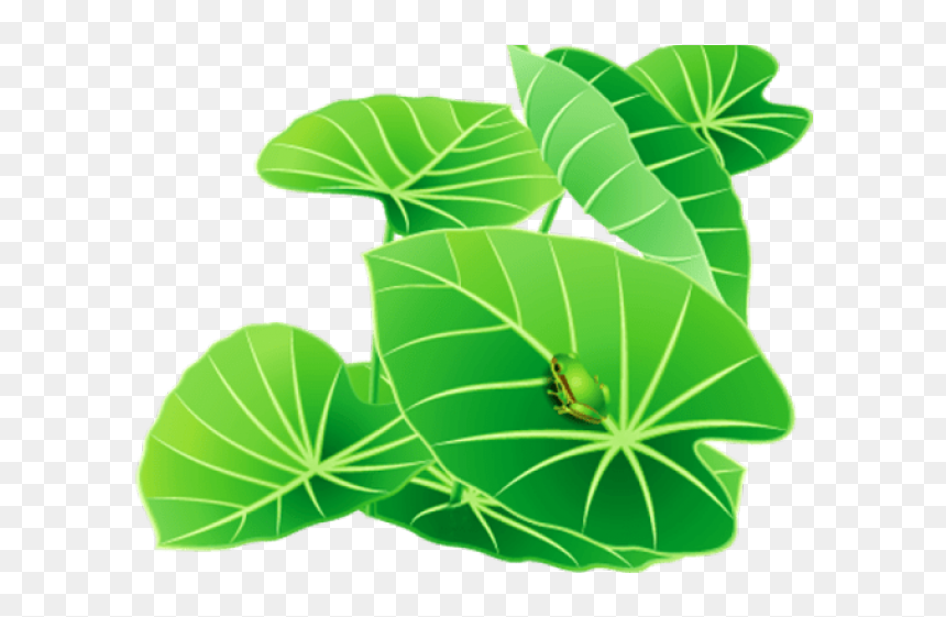 雨 后 荷 叶 青蛙 背景, HD Png Download - lili png