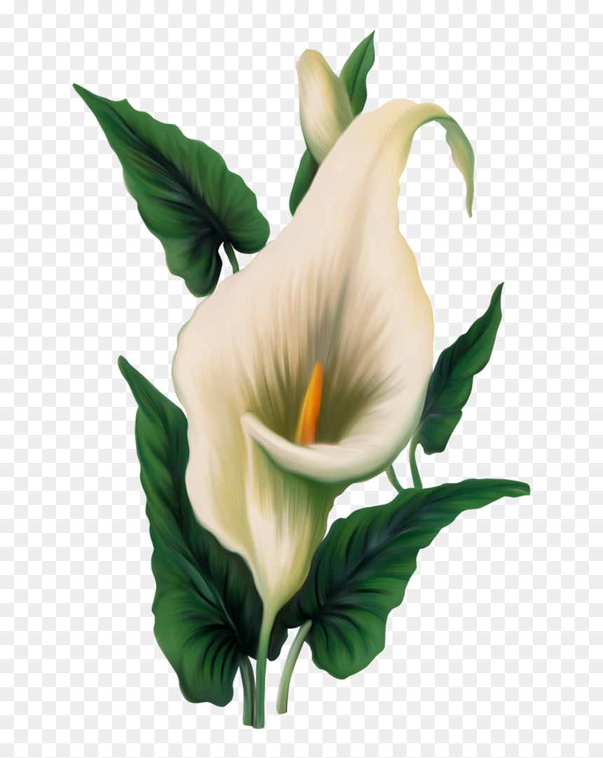 Calla Lily Clipart, HD Png Download - lili png