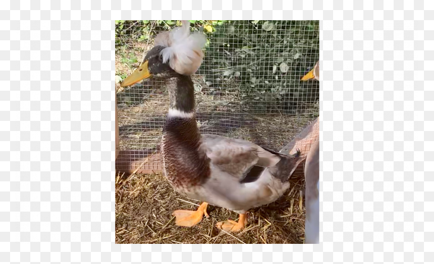 Mallard, HD Png Download - mallard png