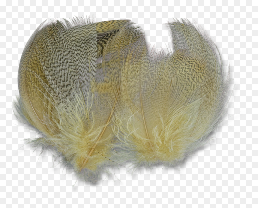 Silver, HD Png Download - mallard png