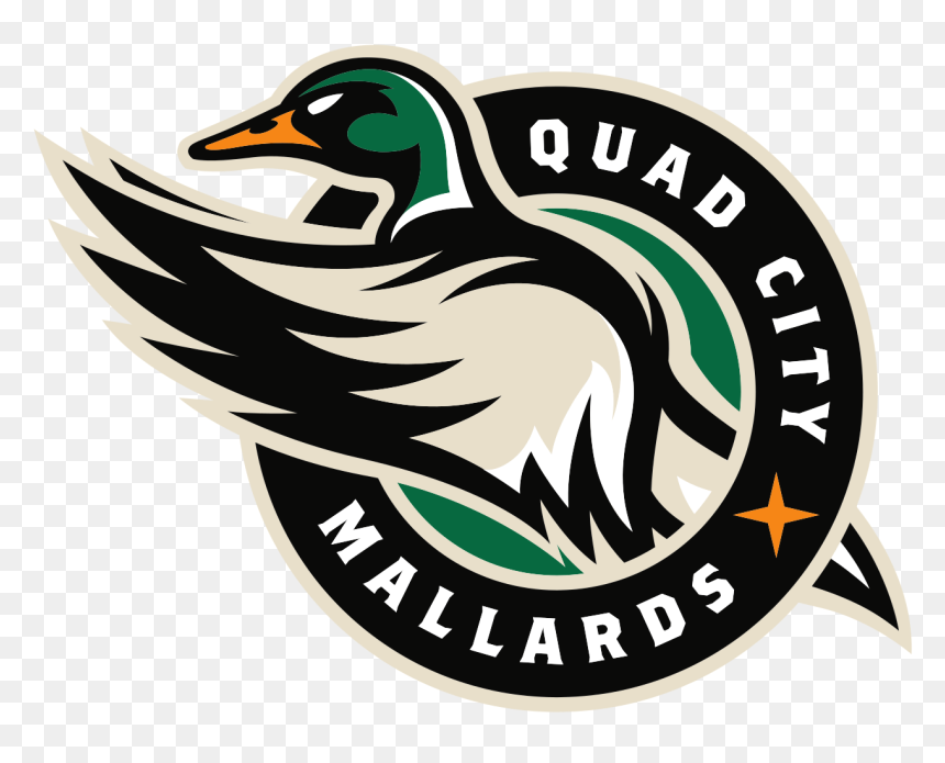 Quad City Mallards Logo, HD Png Download - mallard png