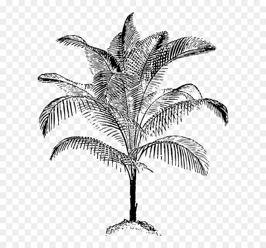 Palm Vector, HD Png Download - palmeira png