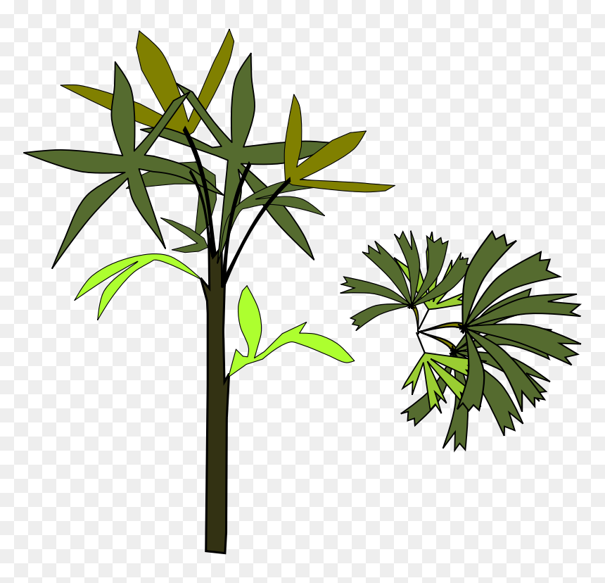 תמונות דקל ציור חינם, HD Png Download - palmeira png