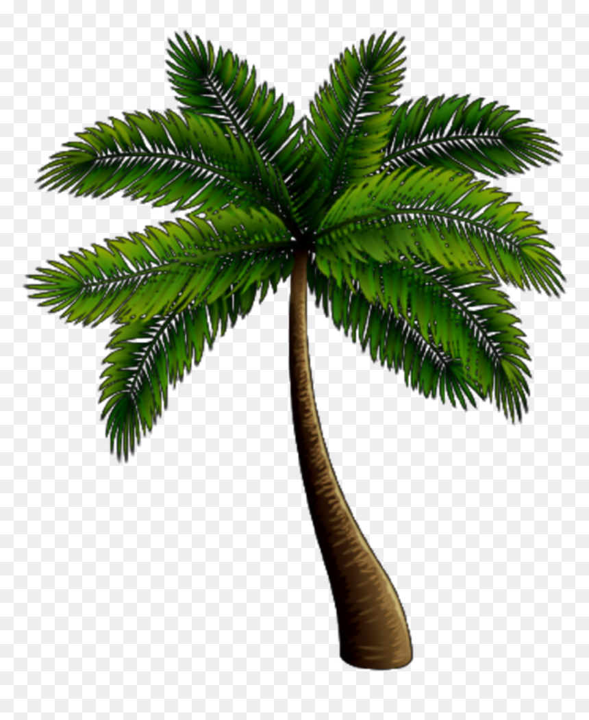 Roystonea, HD Png Download - palmeira png