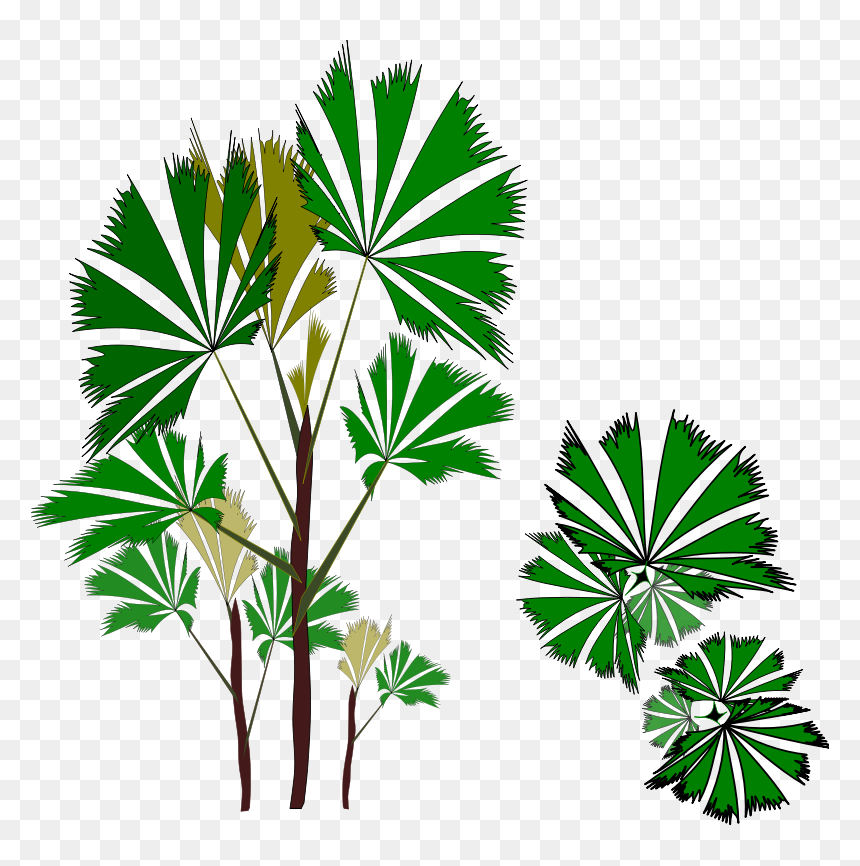 Palm Trees, HD Png Download - palmeira png